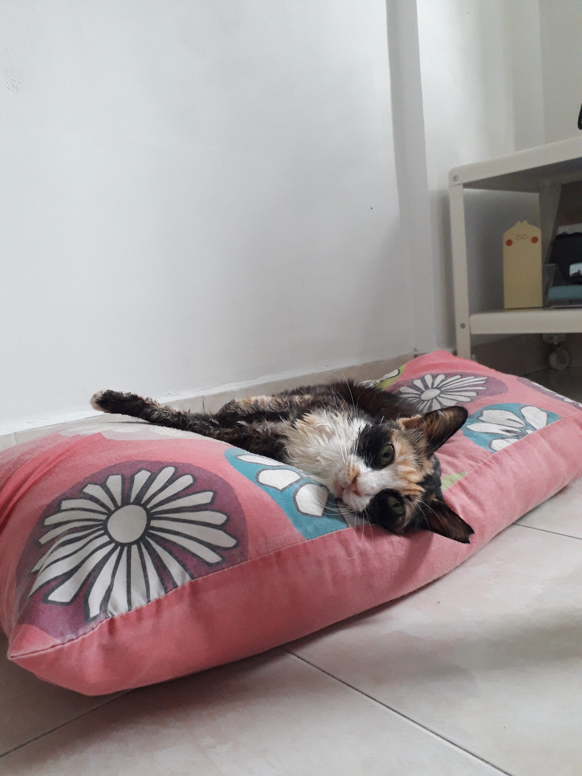 Mina chilling on her pillow bed